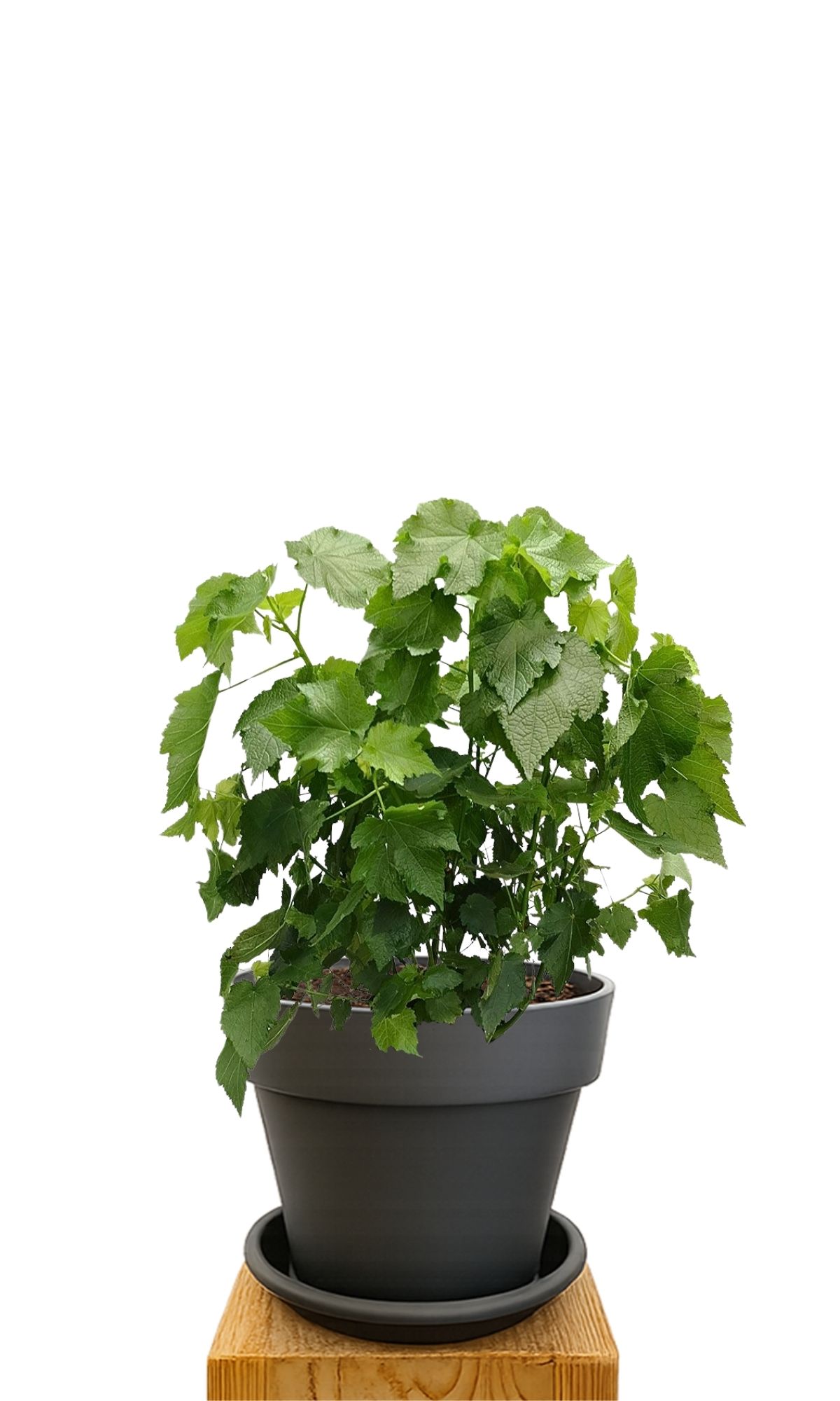 Plant kit 30 Anthracite